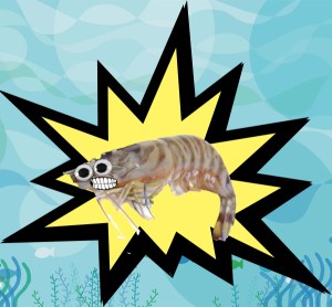 TheLittlePrawnExplosion