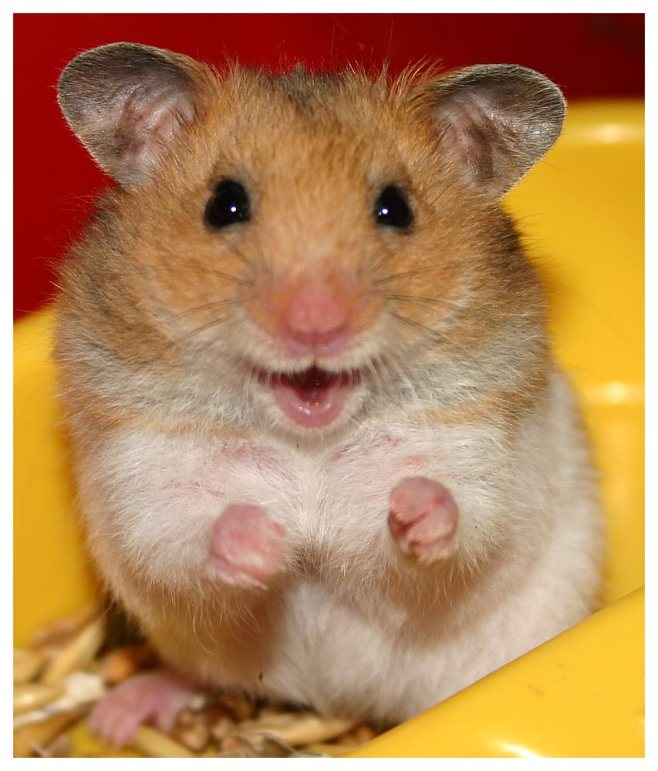 cute-hamster-21
