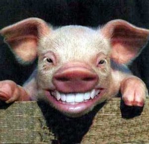 Big-Tooth-Pig2-798260