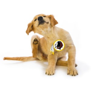 16 week old Golden Retriever puppy scratching fleas with leg in motion on a white background 