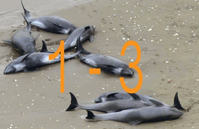 BeachedDolphins 1-3