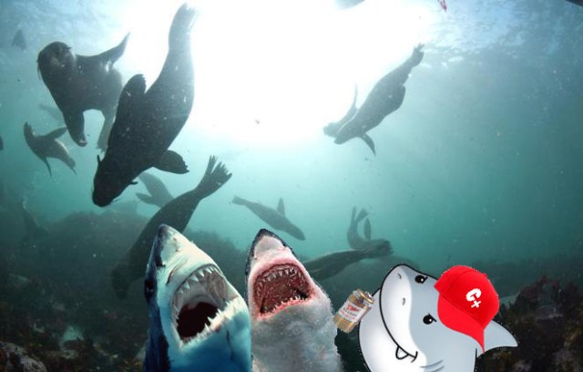 SharksCheckingoutSeals