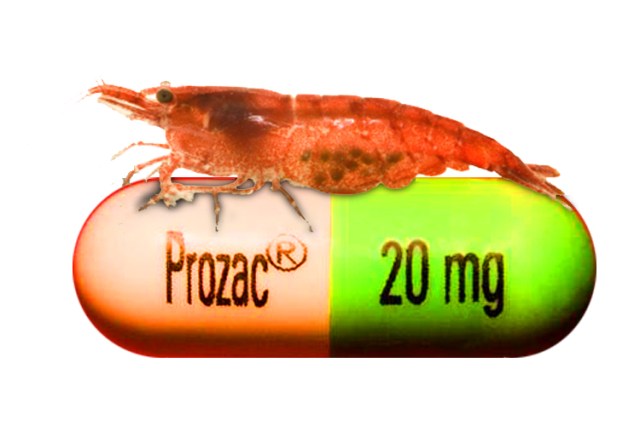 shrimp_on_prozac_are_killing_themselves